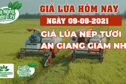 rice and paddy prices today