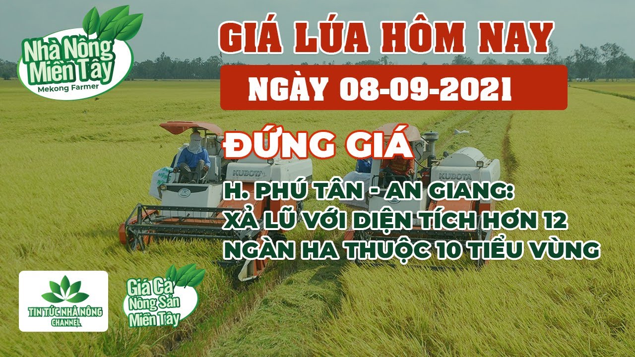 rice and paddy prices today