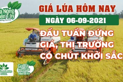 rice and paddy prices today