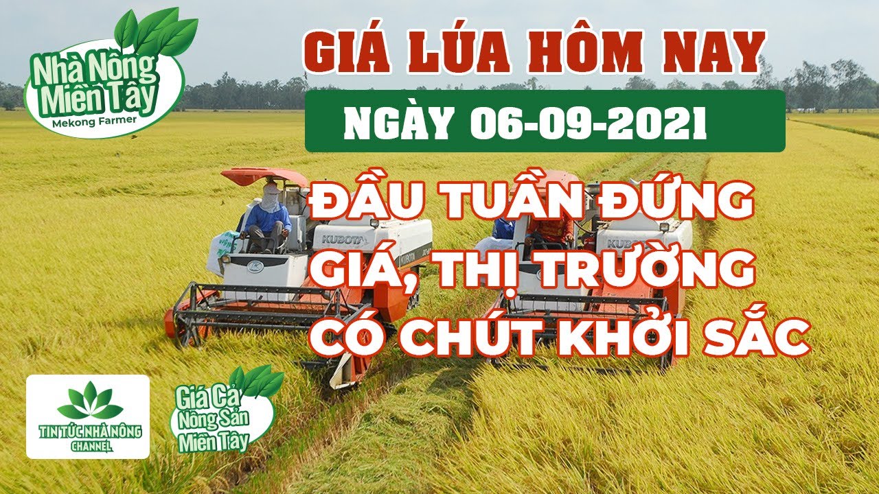 rice and paddy prices today