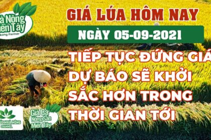 rice and paddy prices today