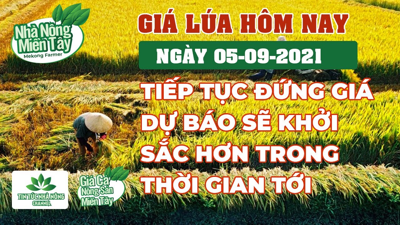 rice and paddy prices today