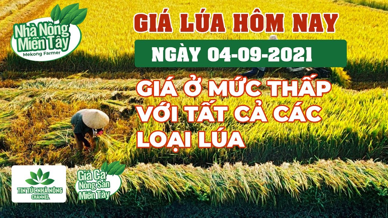 rice and paddy prices today