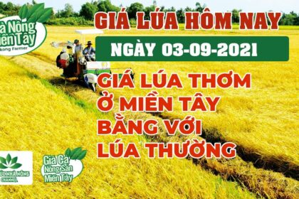 rice and paddy prices today