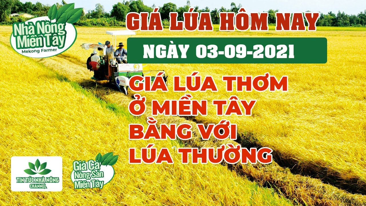 rice and paddy prices today