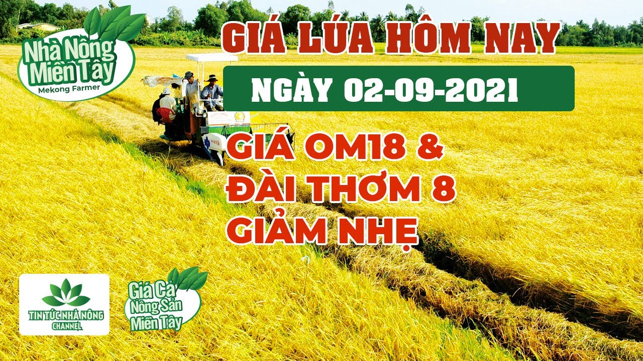 rice and paddy prices today