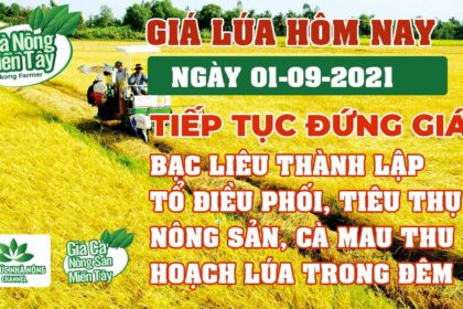 rice and paddy prices today