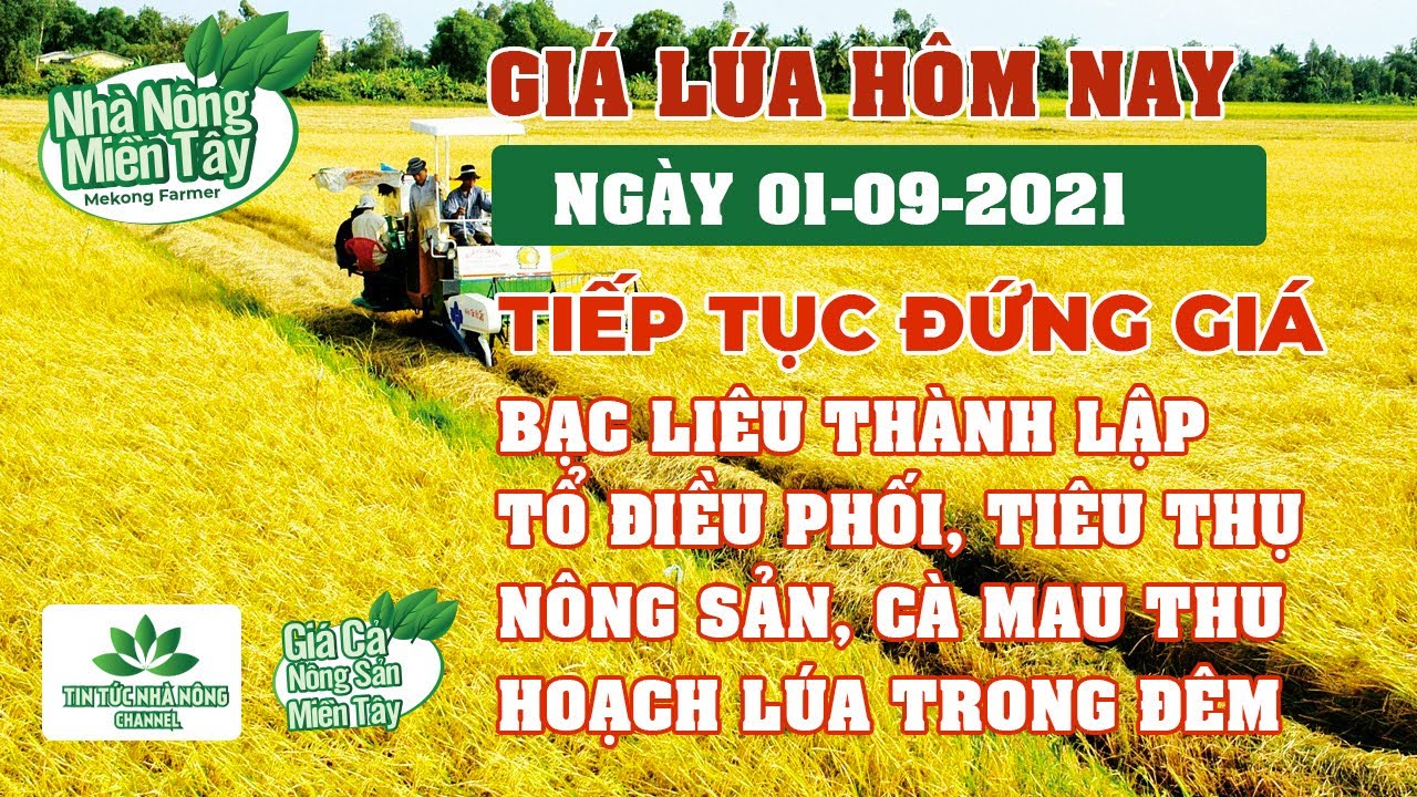 rice and paddy prices today