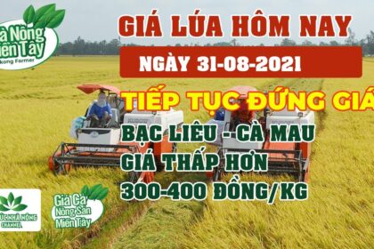 rice and paddy prices today