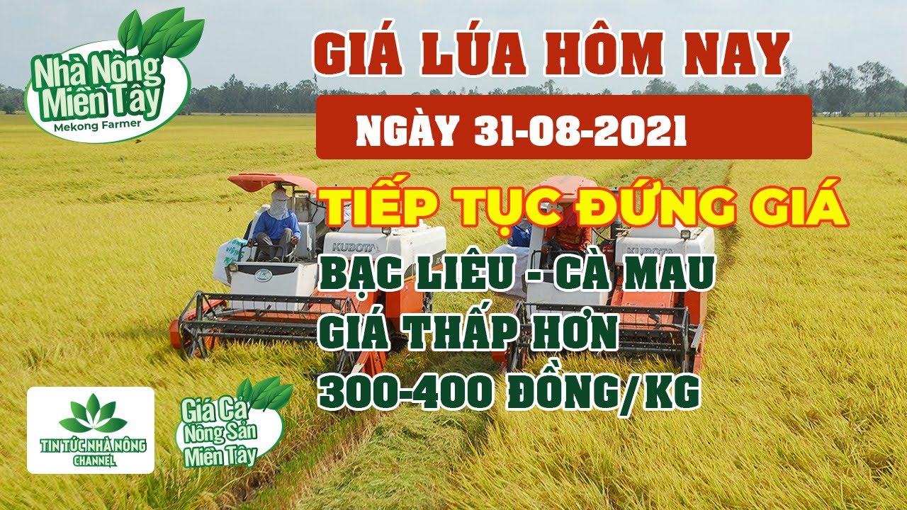 rice and paddy prices today