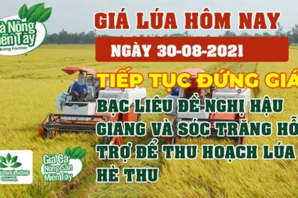 rice and paddy prices today