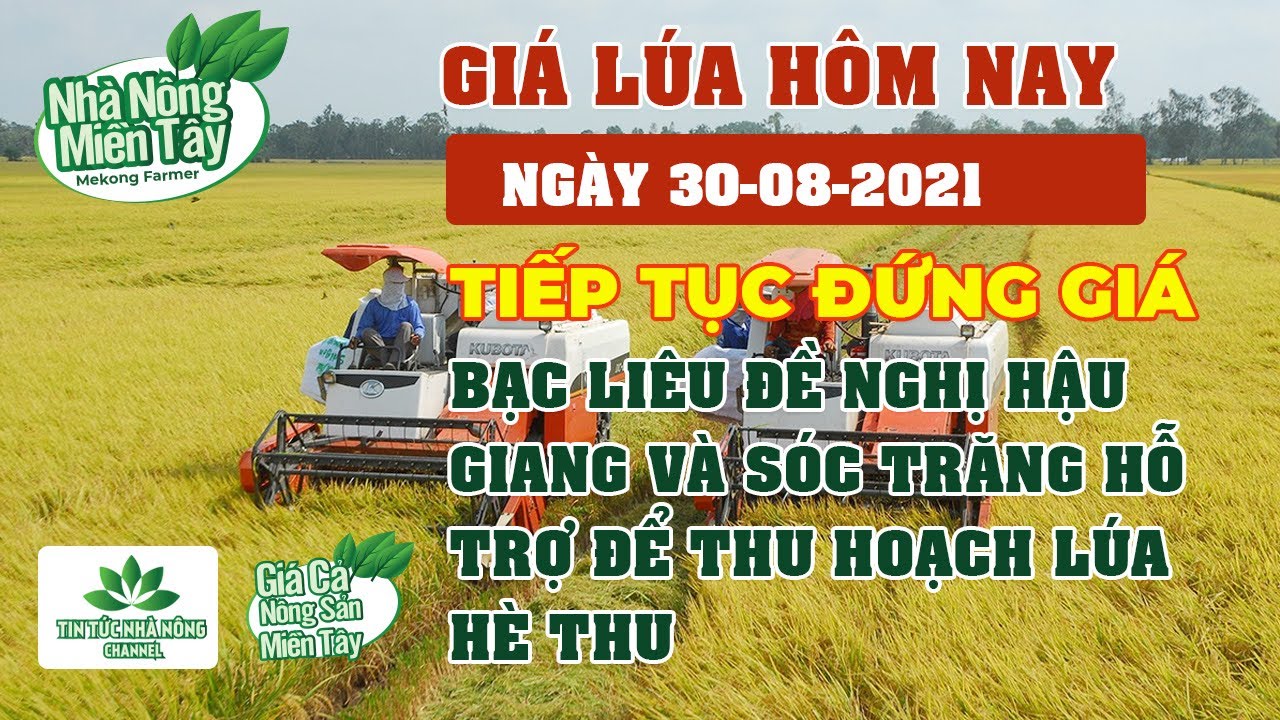rice and paddy prices today