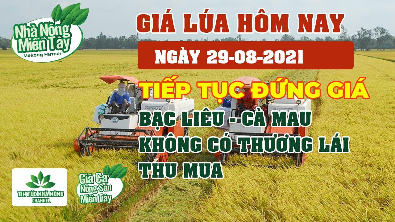 rice and paddy prices today