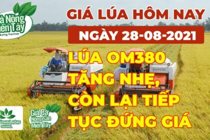 rice and paddy prices today