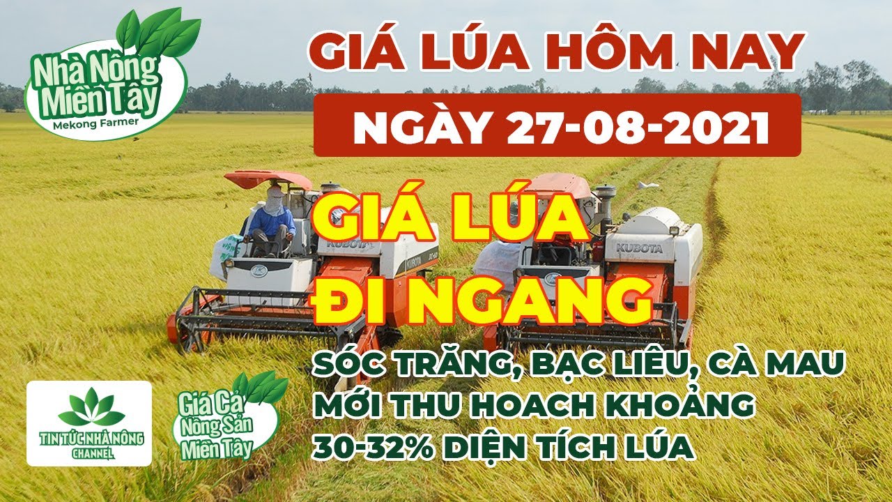 rice and paddy prices today