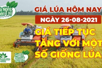 rice and paddy prices today