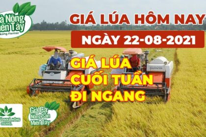 rice and paddy prices today