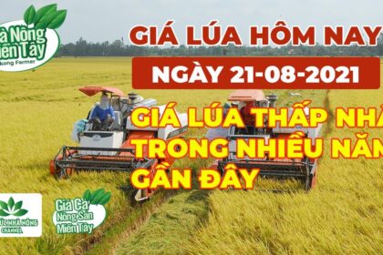 rice and paddy prices today