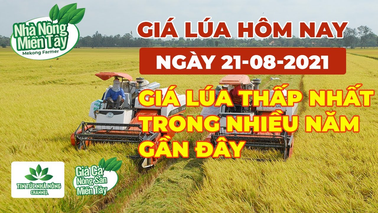 rice and paddy prices today