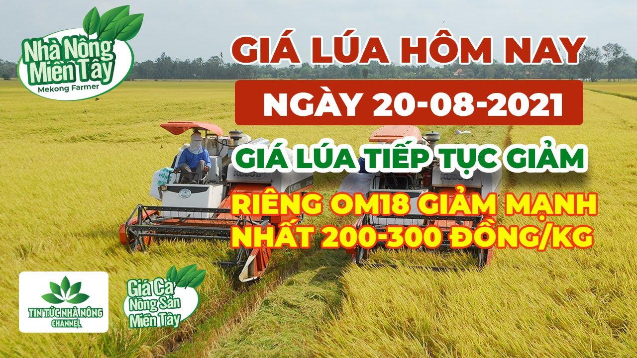 rice and paddy prices today