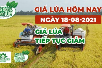 rice and paddy prices today