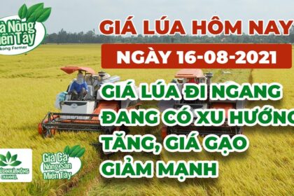 rice and paddy prices today