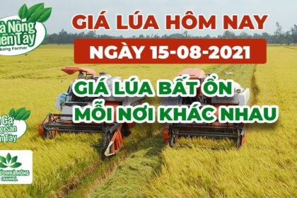 rice and paddy prices today