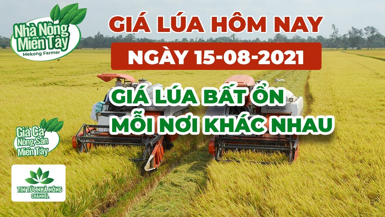 rice and paddy prices today