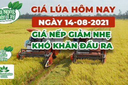 rice and paddy prices today