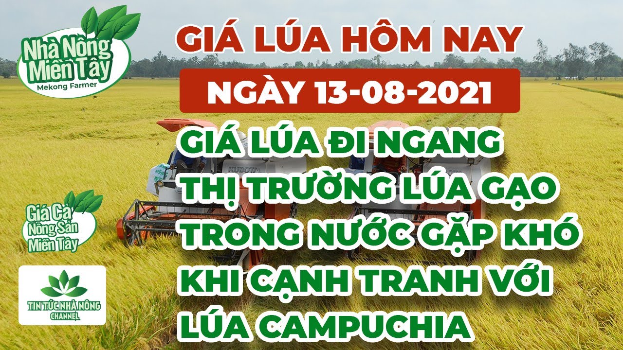 rice and paddy prices today