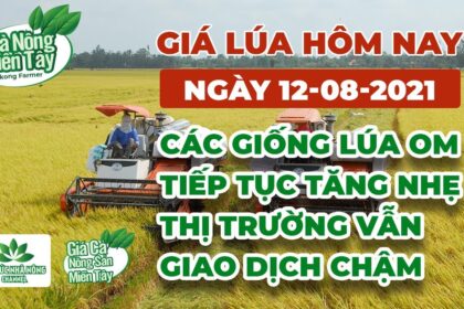 rice and paddy prices today