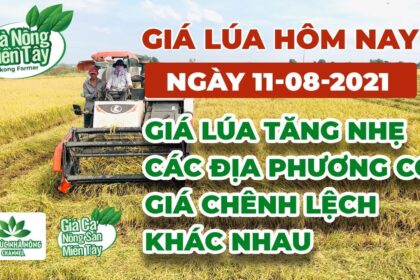 rice and paddy prices today