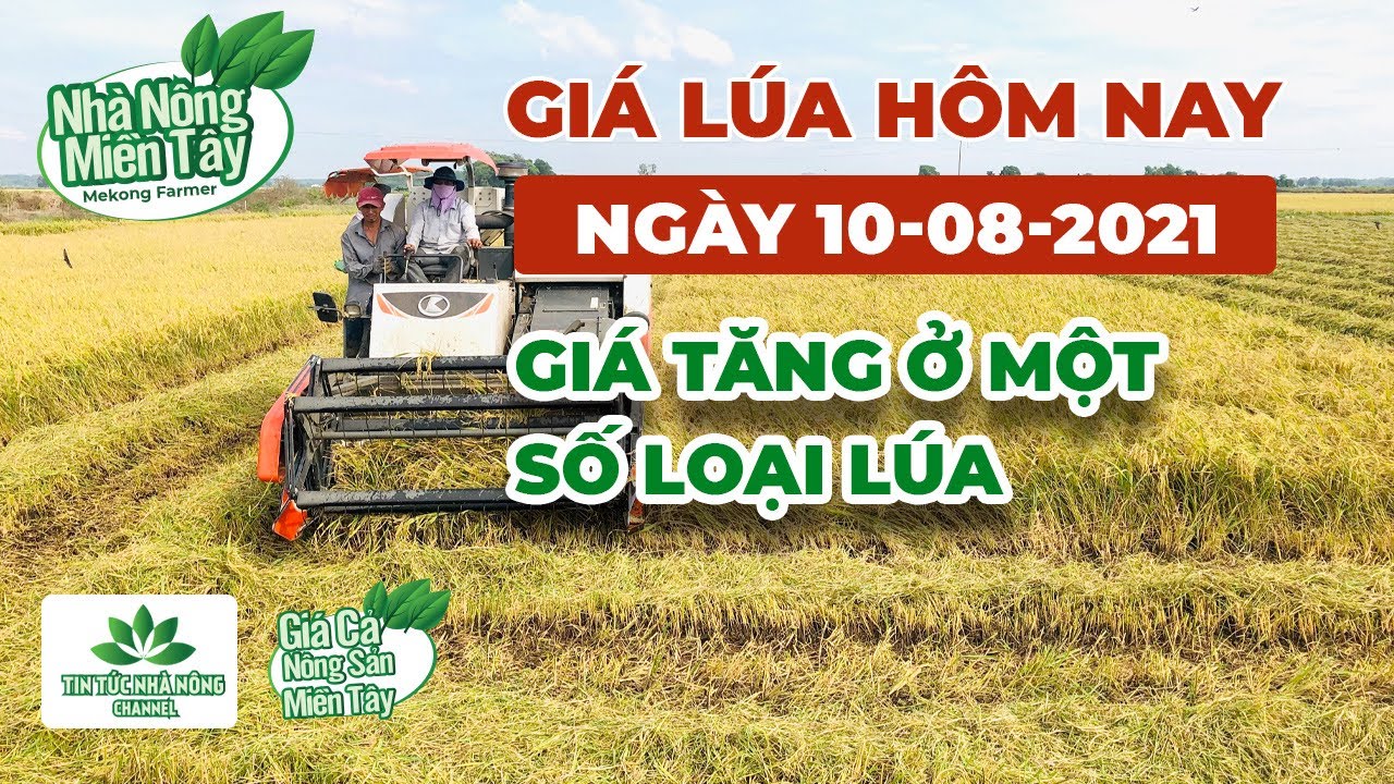 rice and paddy prices today