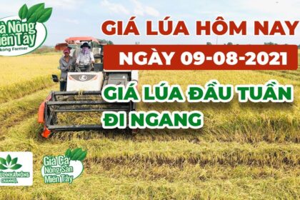 rice and paddy prices today