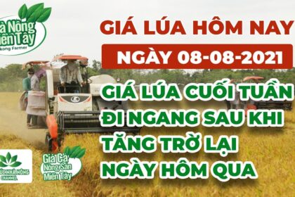 rice and paddy prices today
