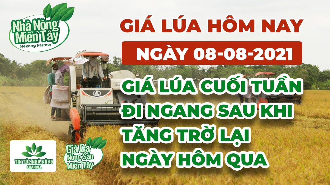 rice and paddy prices today