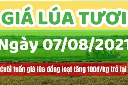 rice and paddy prices today