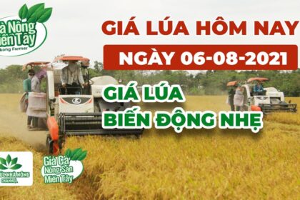 rice and paddy prices today