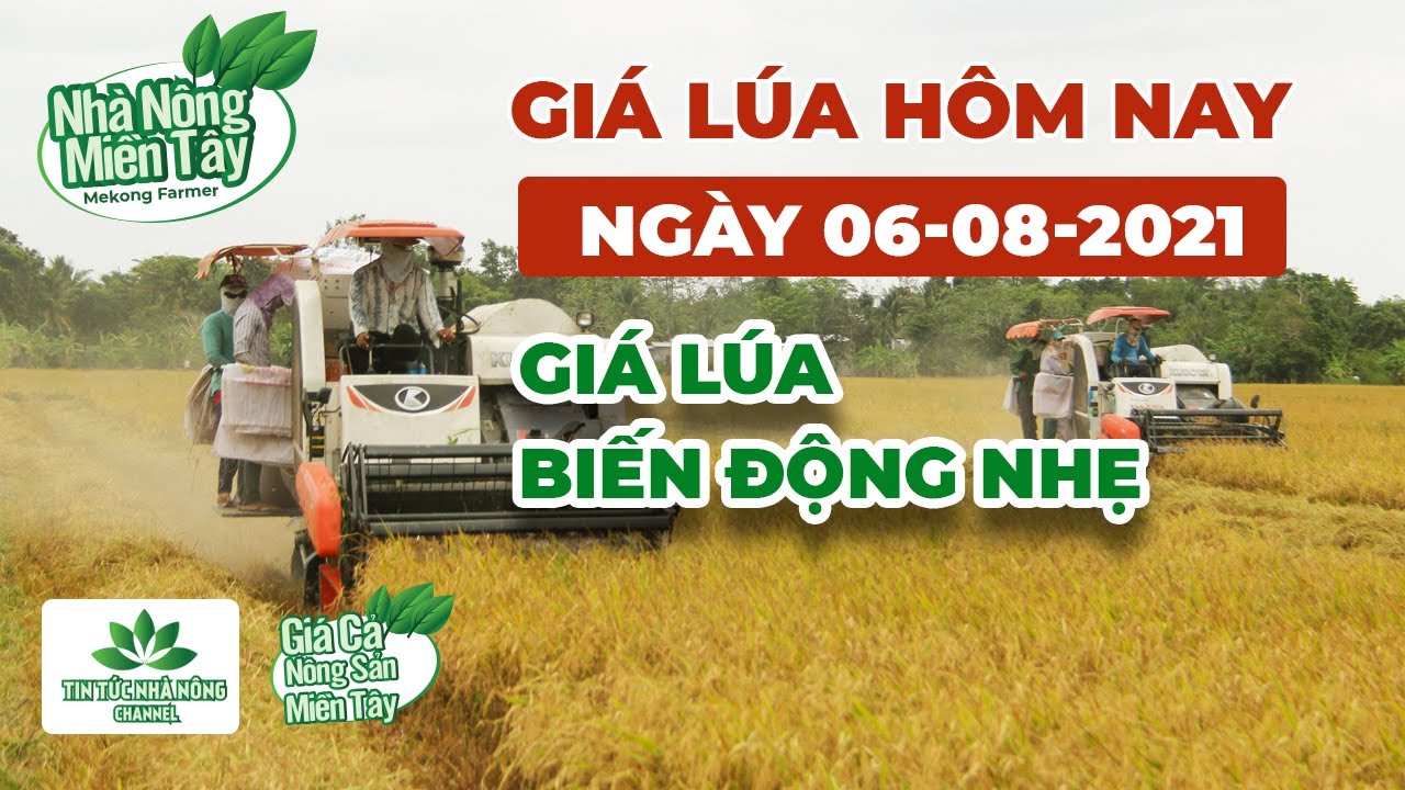 rice and paddy prices today