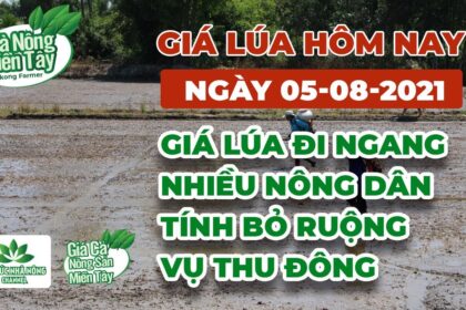 rice and paddy prices today