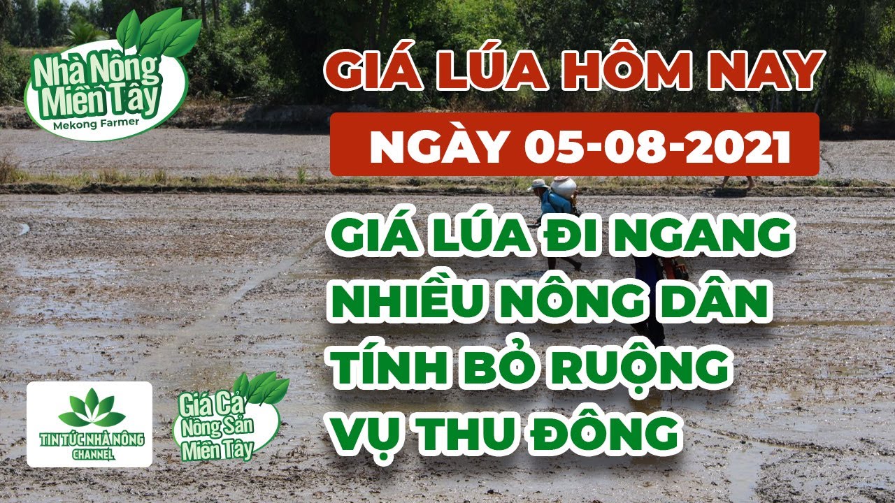 rice and paddy prices today