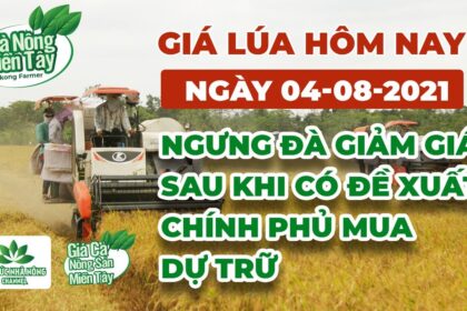 rice and paddy prices today
