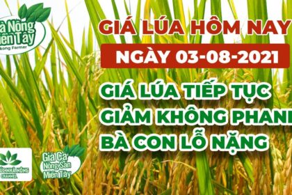 rice and paddy prices today