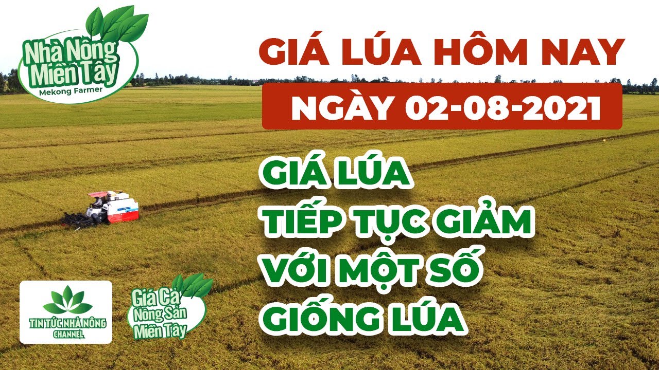 rice and paddy prices today
