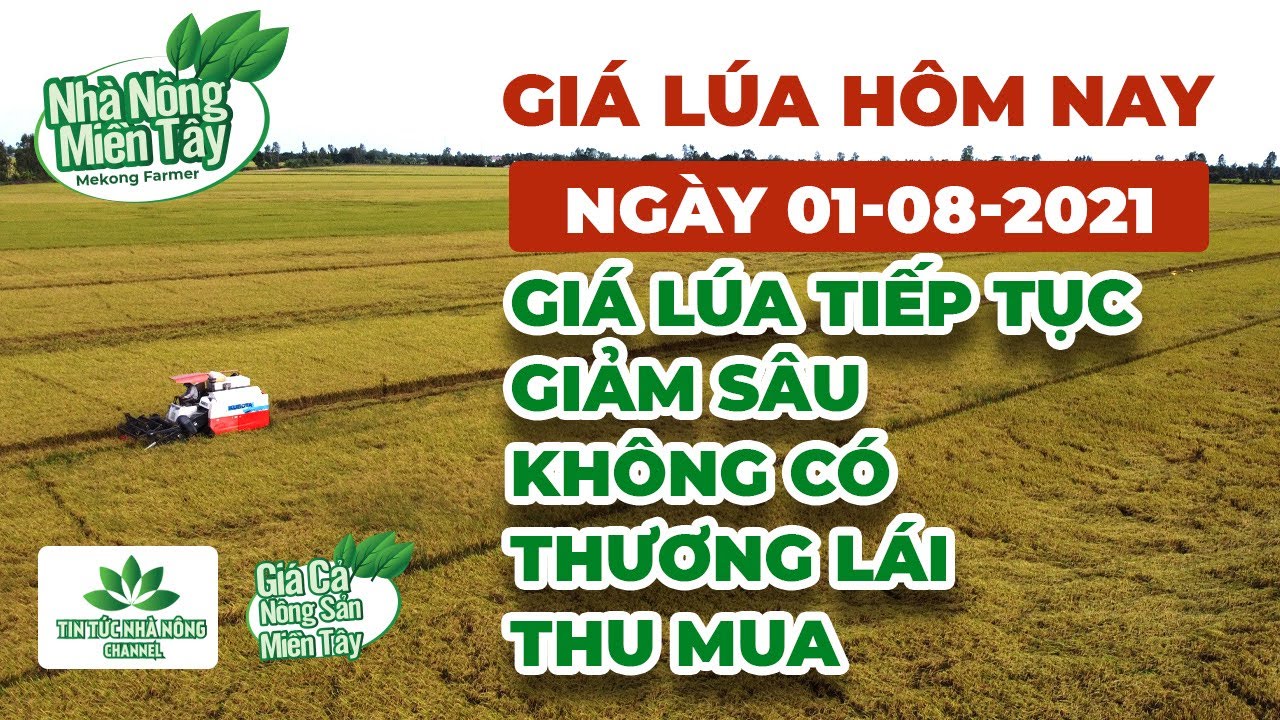 rice and paddy prices today