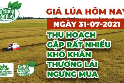rice and paddy prices today