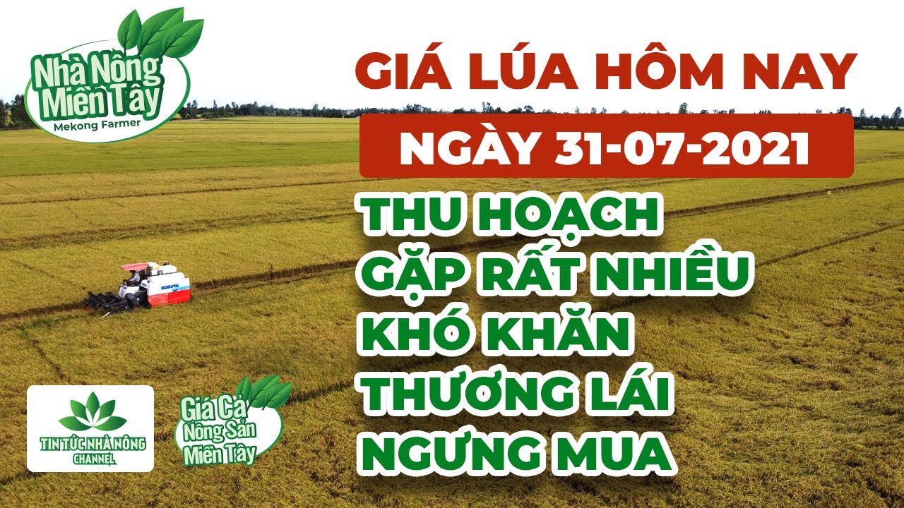 rice and paddy prices today