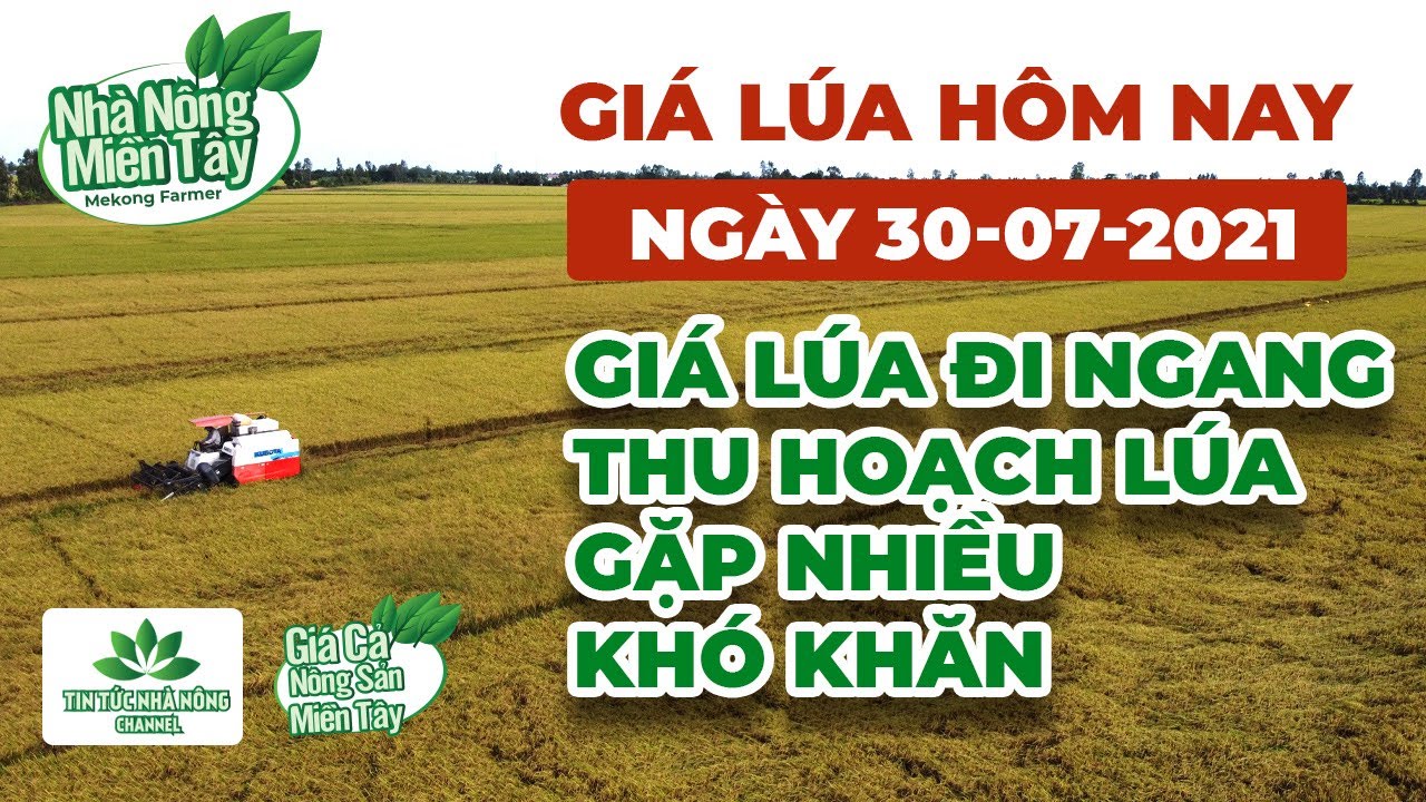 rice and paddy prices today