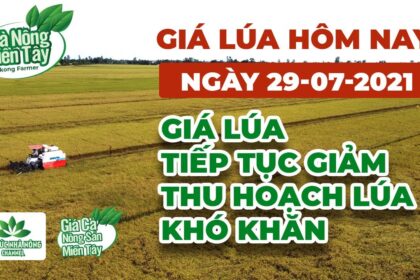 rice and paddy prices today