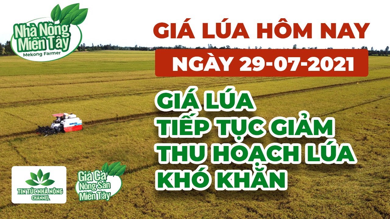 rice and paddy prices today